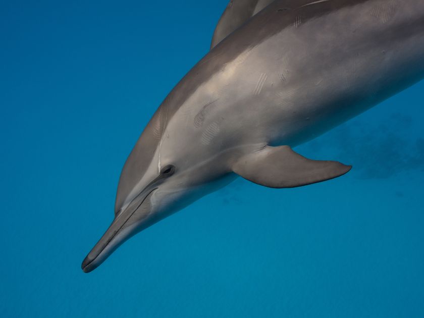 spinner dolphin