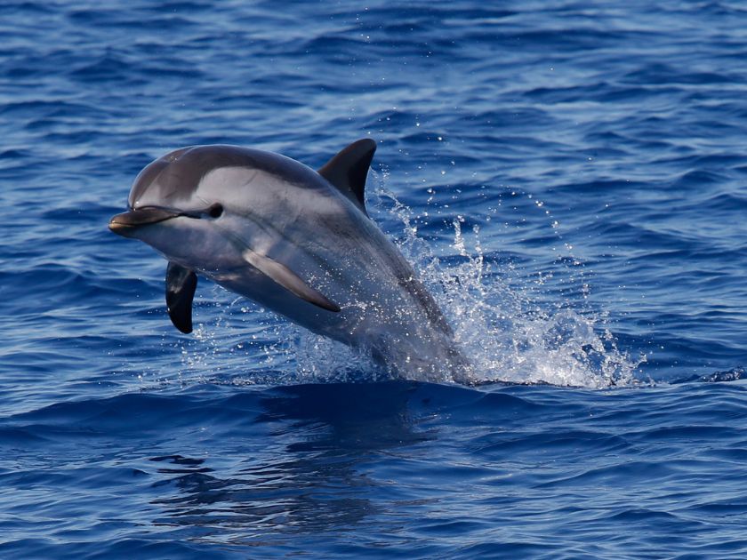 striped dolphin