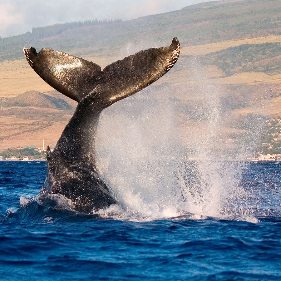 Hawaii Whale Watching