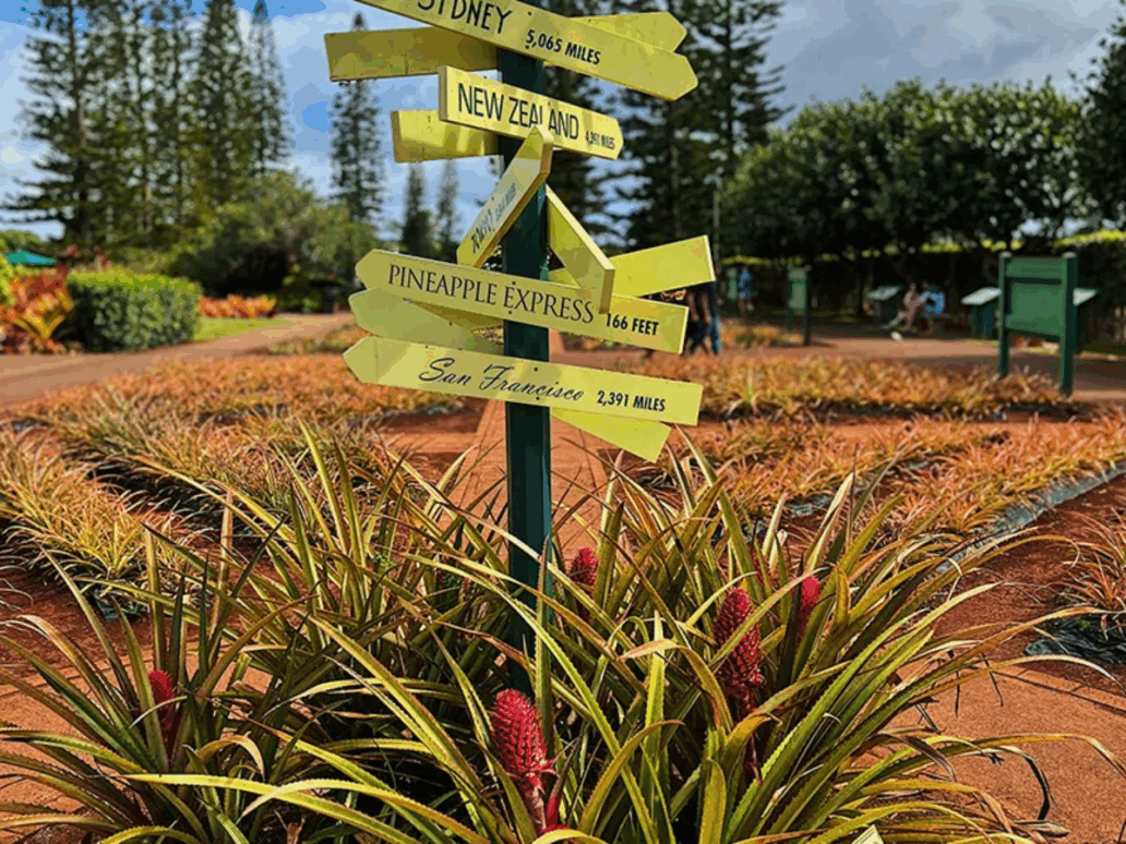 Dole Plantation