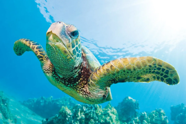 The Significance of Sea Turtles in Hawaiian Culture - Hawaii Travel Guide