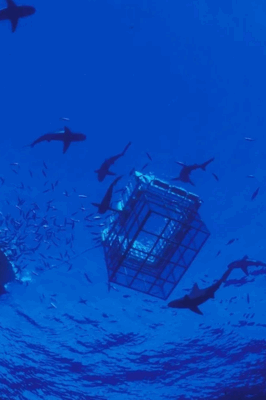 shark cage diving