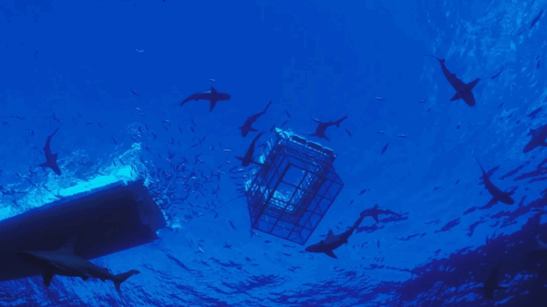 shark cage diving