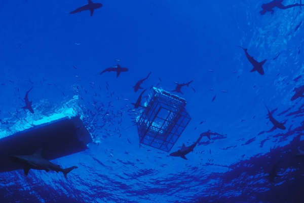 shark cage diving