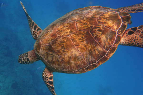 The Significance of Sea Turtles in Hawaiian Culture - Hawaii Travel Guide