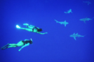 Swimming with sharks