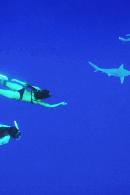 Swimming with sharks