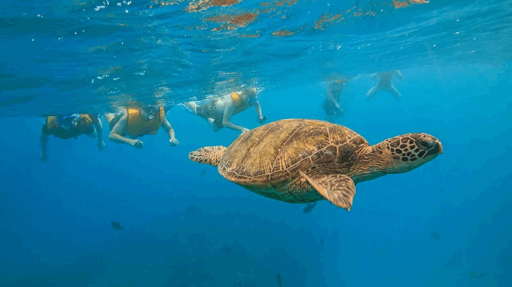 snorkeling with turtles