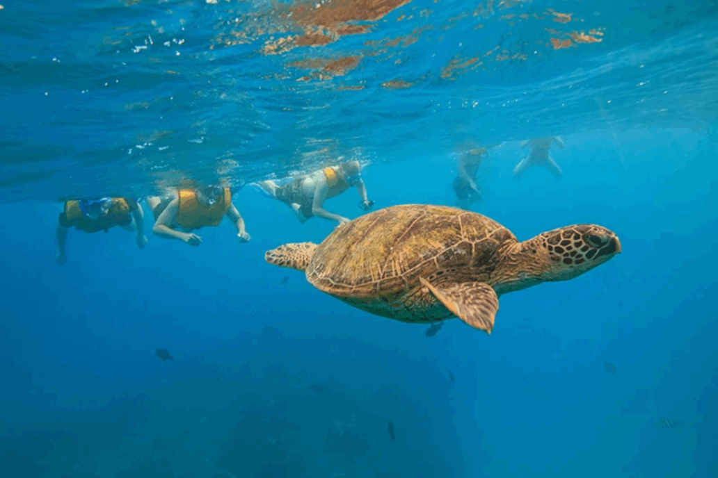 snorkeling with turtles