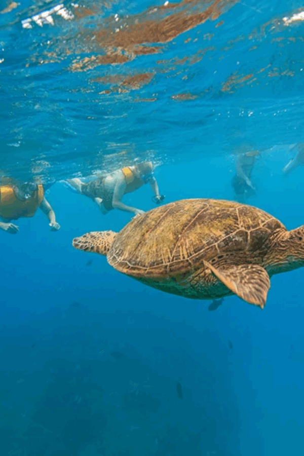 snorkeling with turtles