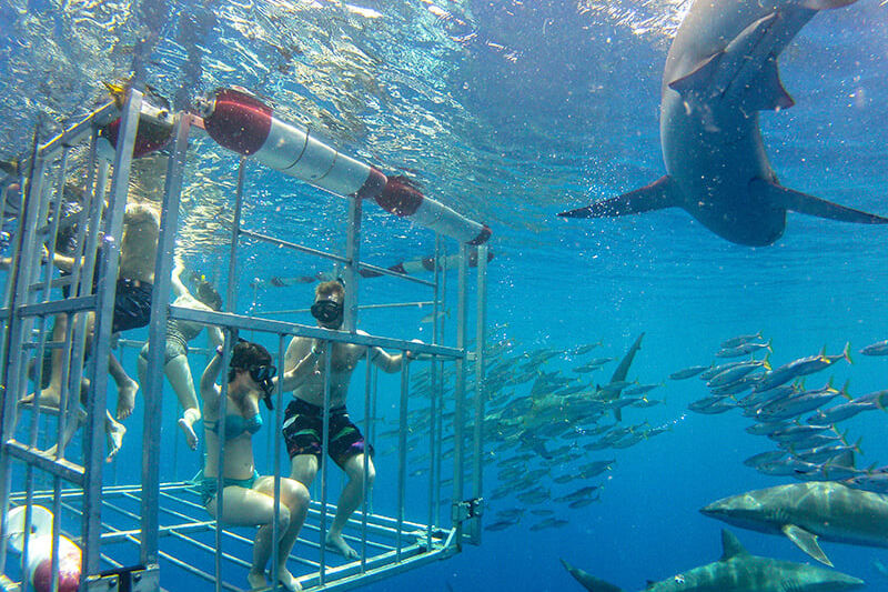 Shark cage diving