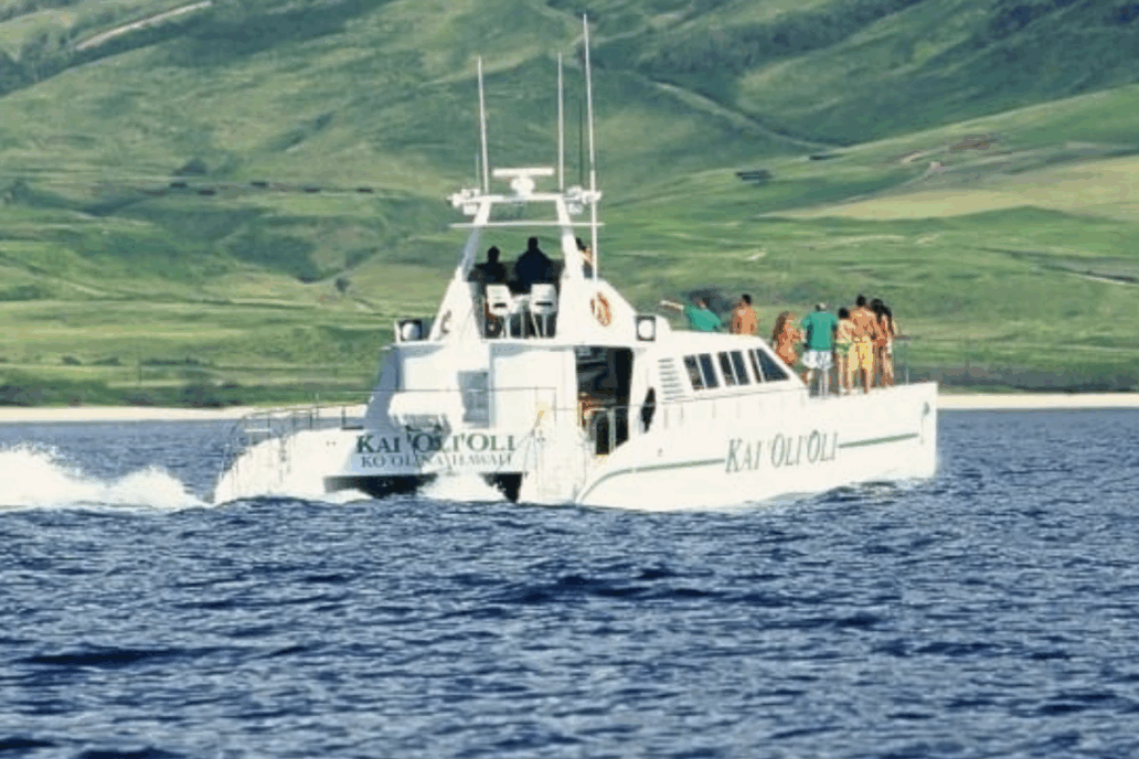 Top Dolphin Watching Tours in Oahu