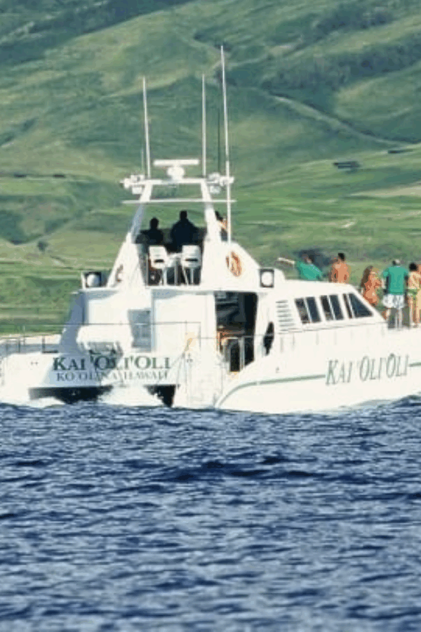 Top Dolphin Watching Tours in Oahu