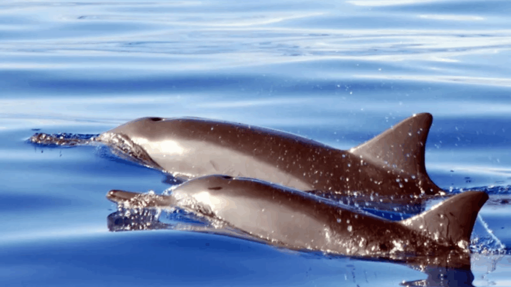 Watch dolphins from the deck of the Ko Olina Cat!