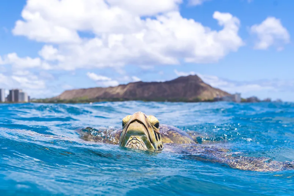 The Significance of Sea Turtles in Hawaiian Culture - Hawaii Travel Guide
