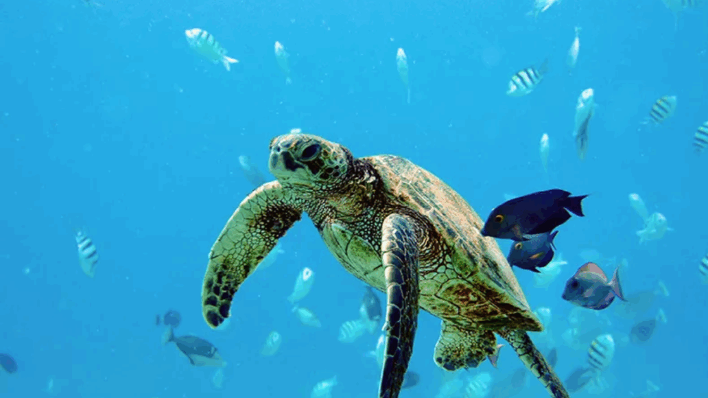 Hawaiian Green Sea Turtle