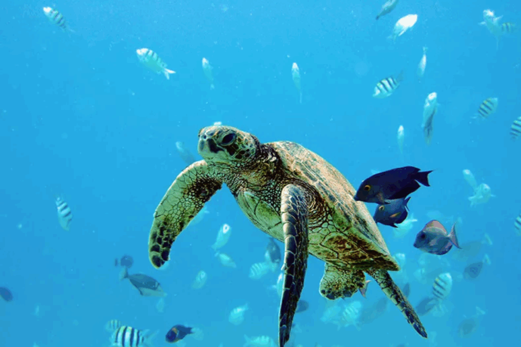 Hawaiian Green Sea Turtle