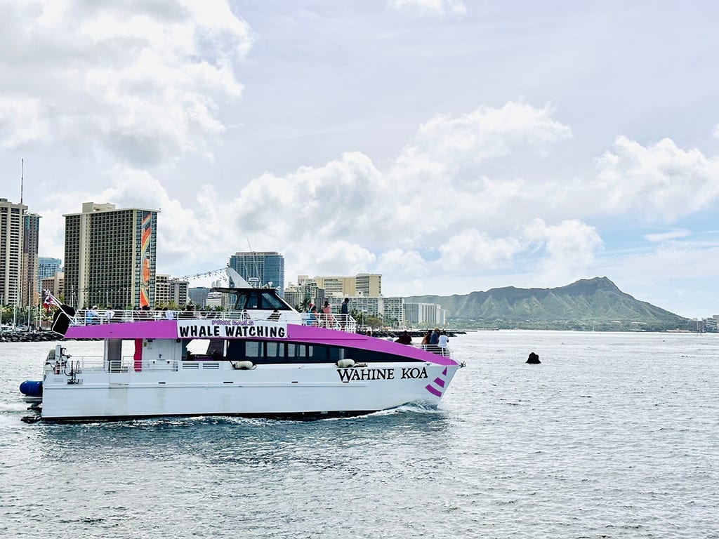 Pink Sails Waikiki – Whale Watching Morning & Sunset Cruise