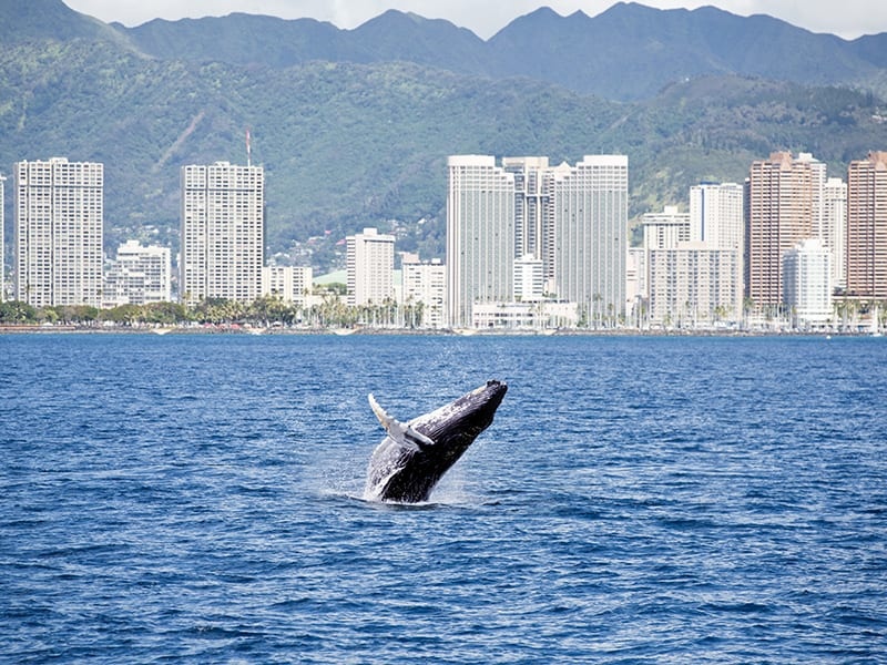 Waikiki Marine Sports – Sunset Whale Watching Cruise w/ Drinks & Transport