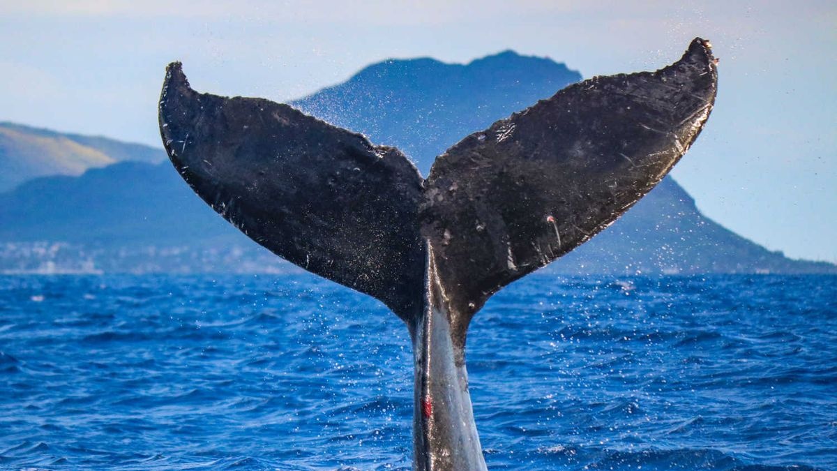 Whale Watch Private Charter – Daytime & Sunset Tours