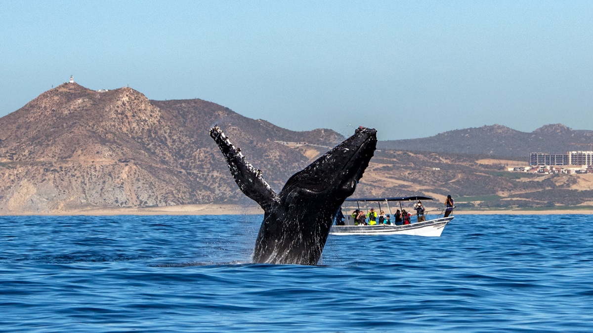 When & Where to See Whales in Hawaii